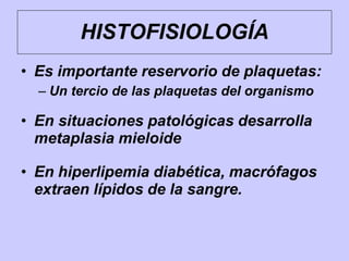 • Es importante reservorio de plaquetas:
– Un tercio de las plaquetas del organismo
• En situaciones patológicas desarrolla
metaplasia mieloide
• En hiperlipemia diabética, macrófagos
extraen lípidos de la sangre.
HISTOFISIOLOGÍA
 