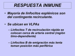 RESPUESTA INMUNE
• Mayoría de linfocitos esplénicos son
del contingente recirculante.
• Se ubican en VLPAs
– Linfocitos T de recirculación rápida se
colocan cerca de arteria central (región
timo-dependiente)
– Linfocitos B de emigración más lenta
toman posición más periférica
 