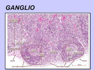 GANGLIO
 