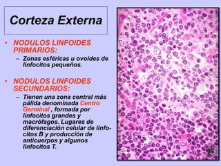 Corteza Externa
• NODULOS LINFOIDES
PRIMARIOS:
– Zonas esféricas u ovoides de
linfocitos pequeños.
• NODULOS LINFOIDES
SECUNDARIOS:
– Tienen una zona central más
pálida denominada Centro
Germinal , formada por
linfocitos grandes y
macrófagos. Lugares de
diferenciación celular de linfo-
citos B y producción de
anticuerpos y algunos
linfocitos T.
 