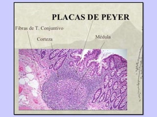 TEJIDO LINFATICO - SESION 6.pptx