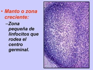 • Manto o zona
creciente:
–Zona
pequeña de
linfocitos que
rodea el
centro
germinal.
 