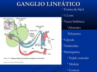 GANGLIO LINFÁTICO
•

Forma de frijol

•

1-2 cm

•

Vasos linfáticos
•Aferentes
•Eferentes

•

Cápsula

•

Trabéculas

•

Parénquima
•

Tejido reticular

•

Médula

•

Corteza

 