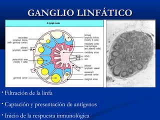 GANGLIO LINFÁTICO

•

Filtración de la linfa

•

Captación y presentación de antígenos

•

Inicio de la respuesta inmunológica

 