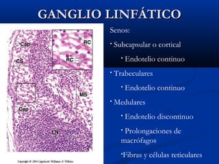 GANGLIO LINFÁTICO
Senos:
•

Subcapsular o cortical
•

•

Trabeculares
•

•

Endotelio continuo

Endotelio continuo

Medulares
•

Endotelio discontinuo

Prolongaciones de
macrófagos
•

•Fibras

y células reticulares

 