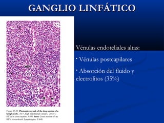 GANGLIO LINFÁTICO

Vénulas endoteliales altas:
•

Vénulas postcapilares

Absorción del fluido y
electrolitos (35%)
•

 