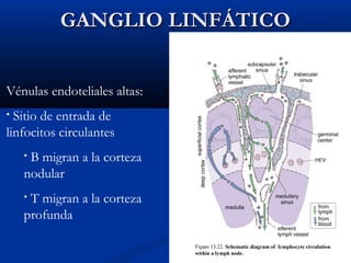 GANGLIO LINFÁTICO
Vénulas endoteliales altas:
Sitio de entrada de
linfocitos circulantes
•

B migran a la corteza
nodular
•

T migran a la corteza
profunda
•

 
