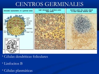 CENTROS GERMINALES

•

Células dendríticas foliculares

•

Linfocitos B

•

Células plasmáticas

 
