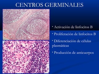 CENTROS GERMINALES

•

Activación de linfocitos B

•

Proliferación de linfocitos B

Diferenciación de células
plasmáticas
•

•

Producción de anticuerpos

 