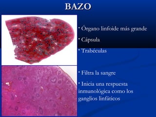 BAZO
•

Órgano linfoide más grande

•

Cápsula

•

Trabéculas

•

Filtra la sangre

Inicia una respuesta
inmunológica como los
ganglios linfáticos
•

 