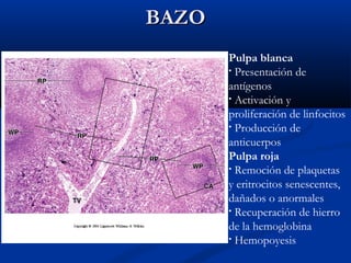 BAZO
Pulpa blanca
• Presentación de
antígenos
• Activación y
proliferación de linfocitos
• Producción de
anticuerpos
Pulpa roja
• Remoción de plaquetas
y eritrocitos senescentes,
dañados o anormales
• Recuperación de hierro
de la hemoglobina
• Hemopoyesis

 