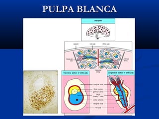 PULPA BLANCA

 