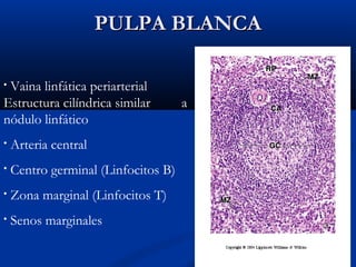 PULPA BLANCA
Vaina linfática periarterial
Estructura cilíndrica similar
nódulo linfático
•

•

Arteria central

•

Centro germinal (Linfocitos B)

•

Zona marginal (Linfocitos T)

•

Senos marginales

a

 