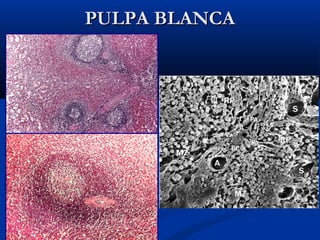 PULPA BLANCA

 