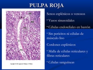 PULPA ROJA
Senos esplénicos o venosos
•

Vasos sinusoidales

•

Células endoteliales en bastón

Sin pericitos ni células de
músculo liso
•

Cordones esplénicos
Malla de células reticulares y
fibras reticulares
•

•

Células sanguíneas

 
