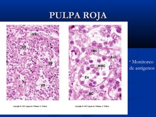 PULPA ROJA

Monitoreo
de antígenos
•

 