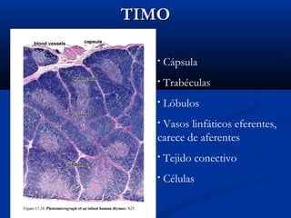 TIMO
•

Cápsula

•

Trabéculas

•

Lóbulos

Vasos linfáticos eferentes,
carece de aferentes
•

•

Tejido conectivo

•

Células

 