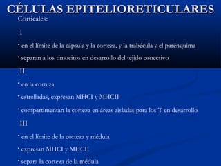 CÉLULAS EPITELIORETICULARES
Corticales:
I
•

en el límite de la cápsula y la corteza, y la trabécula y el parénquima

•

separan a los timocitos en desarrollo del tejido conectivo

II
•

en la corteza

•

estrelladas, expresan MHCI y MHCII

•

compartimentan la corteza en áreas aisladas para los T en desarrollo

III
•

en el límite de la corteza y médula

•

expresan MHCI y MHCII

•

separa la corteza de la médula

 