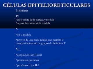 CÉLULAS EPITELIORETICULARES
Medulares
IV
en el límite de la corteza y médula
• separa la corteza de la médula
•

V
•

en la médula

provee de una malla celular que permite la
compartimentación de grupos de linfocitos T
•

VI
•

corpúsculos de Hassal

•

presentan queratina

•

producen IL4 e IL7

 