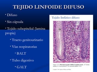 TEJIDO LINFOIDE DIFUSO
•

Difuso

•

Sin cápsula

Tejido subepitelial (lamina
propia)
•

•

Tracto genitourinario

•

Vías respiratorias
•

•

BALT

Tubo digestivo
•

GALT

Tejido linfático difuso

 