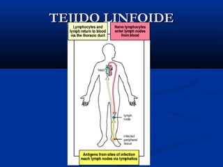TEJIDO LINFOIDE

 