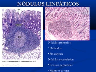 NÓDULOS LINFÁTICOS

Nódulos primarios:
•

Definidos

•

Sin cápsula

Nódulos secundarios:
•

Centros germinales

•

Manto o corona

 