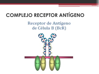 COMPLEJO RECEPTOR ANTÍGENO
 