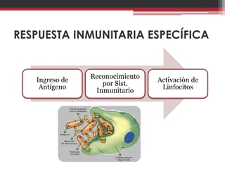 RESPUESTA INMUNITARIA ESPECÍFICA


                Reconocimiento
   Ingreso de                    Activación de
                   por Sist.
    Antígeno                      Linfocitos
                 Inmunitario
 