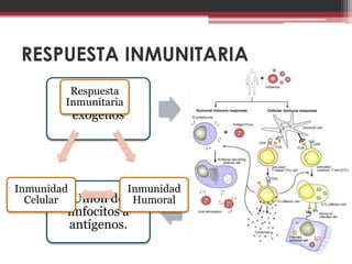 RESPUESTA INMUNITARIA
         Respuesta
          Agentes
        Inmunitaria           Reconocimiento
         exógenos                por CPA




Inmunidad         Inmunidad
  Celular Unión de Humoral    Degradación y
        linfocitos a          presentación
        antígenos.              linfática.
 