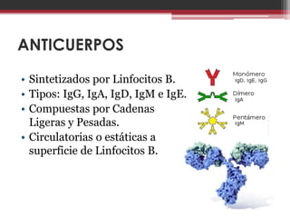 ANTICUERPOS

• Sintetizados por Linfocitos B.
• Tipos: IgG, IgA, IgD, IgM e IgE.
• Compuestas por Cadenas
  Ligeras y Pesadas.
• Circulatorias o estáticas a
  superficie de Linfocitos B.
 