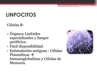 LINFOCITOS
Células B:

• Órganos Linfoides
  especializados y Sangre
  periférica.
• Fácil disponibilidad.
• Estimulación antígena : Células
  Plasmáticas 
  Inmunoglobulinas y Células de
  Memoria.
 