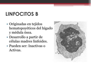 LINFOCITOS B
• Originadas en tejidos
  hematopoyéticos del hígado
  y médula ósea.
• Desarrollo a partir de
  células madres linfoides.
• Pueden ser: Inactivas o
  Activas.
 