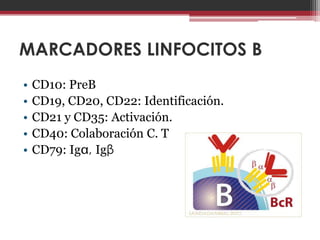 MARCADORES LINFOCITOS B
•   CD10: PreB
•   CD19, CD20, CD22: Identificación.
•   CD21 y CD35: Activación.
•   CD40: Colaboración C. T
•   CD79: Ig, Igβ
 