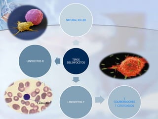 NATURAL KILLER




                   TIPOS
LINFOCITOS B
               DELINFOCITOS




                                       T
                LINFOCITOS T    COLABORADORES
                                 T CITOTOXICOS
 