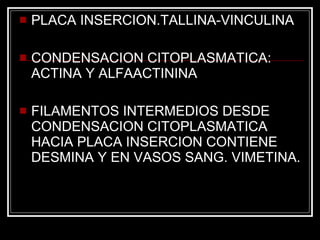 PLACA INSERCION.TALLINA-VINCULINA CONDENSACION CITOPLASMATICA: ACTINA Y ALFAACTININA FILAMENTOS INTERMEDIOS DESDE CONDENSACION CITOPLASMATICA HACIA PLACA INSERCION CONTIENE DESMINA Y EN VASOS SANG. VIMETINA. 