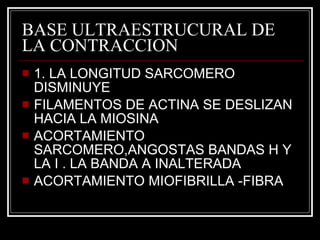 BASE ULTRAESTRUCURAL DE LA CONTRACCION 1. LA LONGITUD SARCOMERO DISMINUYE  FILAMENTOS DE ACTINA SE DESLIZAN HACIA LA MIOSINA ACORTAMIENTO SARCOMERO,ANGOSTAS BANDAS H Y LA I . LA BANDA A INALTERADA ACORTAMIENTO MIOFIBRILLA -FIBRA 