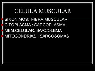 CELULA MUSCULAR SINONIMOS:  FIBRA MUSCULAR CITOPLASMA : SARCOPLASMA MEM.CELULAR: SARCOLEMA MITOCONDRIAS : SARCOSOMAS 