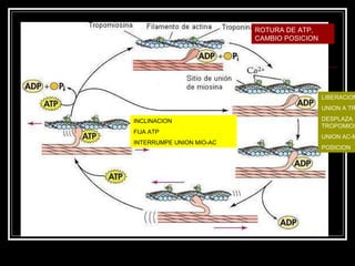 ROTURA DE ATP, CAMBIO POSICION LIBERACION CA  UNION A TROPONINA DESPLAZA TROPOMIOSINA UNION AC-MIO POSICION INCLINACION FIJA ATP INTERRUMPE UNION MIO-AC 