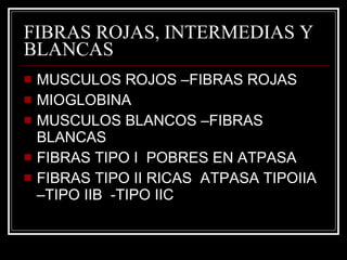 FIBRAS ROJAS, INTERMEDIAS Y BLANCAS MUSCULOS ROJOS –FIBRAS ROJAS  MIOGLOBINA  MUSCULOS BLANCOS –FIBRAS BLANCAS FIBRAS TIPO I  POBRES EN ATPASA  FIBRAS TIPO II RICAS  ATPASA TIPOIIA –TIPO IIB  -TIPO IIC  
