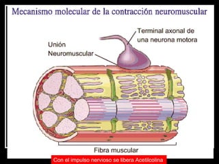 Con el impulso nervioso se libera Acetilcolina   