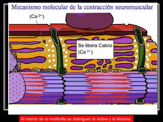 Al interior de la miofibrilla se distinguen la Actina y la Miosina   