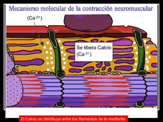 El Calcio se distribuye entre los filamentos de la miofibrilla   