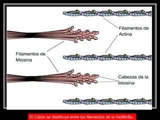 El Calcio se distribuye entre los filamentos de la miofibrilla.   