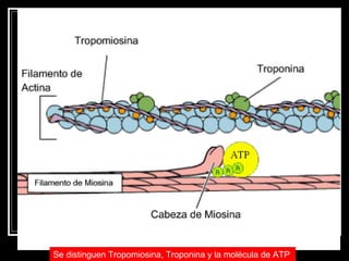 Se distinguen Tropomiosina, Troponina y la molécula de ATP   