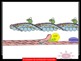 El proceso de contracción muscular   