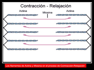 Los filamentos de Actina y Miosina en el proceso de Contracción-Relajación   