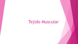Tejido Muscular
 