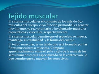 El sistema muscular es el conjunto de los más de 650
músculos del cuerpo, cuya función primordial es generar
movimiento, ya sea voluntario o involuntario-músculos
esqueléticos y viscerales, respectivamente.
El sistema muscular permite que el esqueleto se mueva,
mantenga su estabilidad y la forma del cuerpo.
El tejido muscular, es un tejido que está formado por las
fibras musculares o miocitos. Compone
aproximadamente entre el 40% y 45% de la masa de los
seres humanos y está especializado en la contracción lo
que permite que se muevan los seres vivos.
 
