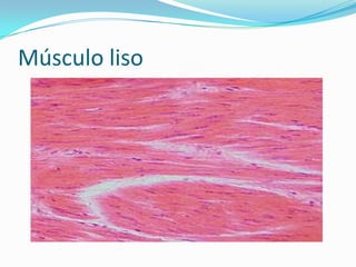 Músculo liso
 