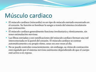 Músculo cardiaco
 El músculo cardíaco (miocardio) es un tipo de músculo estriado encontrado en
  el corazón. Su función es bombear la sangre a través del sistema circulatorio
  por contracción.
 El músculo cardíaco generalmente funciona involuntaria y rítmicamente, sin
  tener estimulación nerviosa.
 Las fibras estriadas y con ramificaciones del músculo cardíaco forman una red
  interconectada en la pared del corazón. El músculo cardíaco se contrae
  automáticamente a su propio ritmo, unas 100.000 veces al día.
 No se puede controlar conscientemente, sin embargo, su ritmo de contracción
  está regulado por el sistema nervioso autónomo dependiendo de que el cuerpo
  esté activo o en reposo.
 